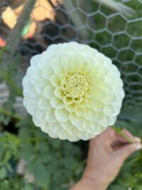Boundary Snowflake