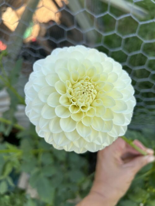 Boundary Snowflake