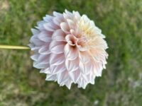 Florelie Antique