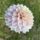 Florelie Antique