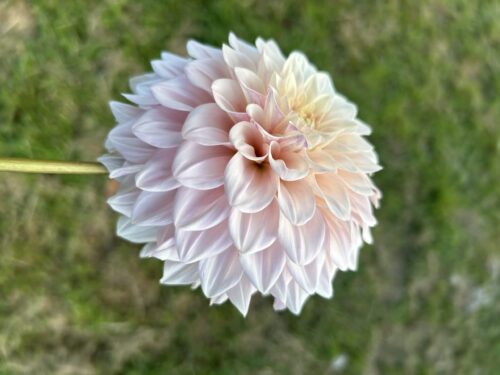 Florelie Antique