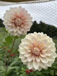Florelie Antique