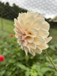 Florelie Antique