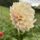 Florelie Antique