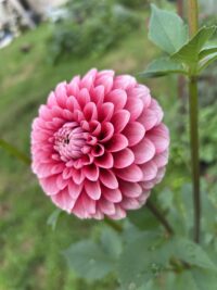 Florelie Cosmic Romance