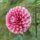 Florelie Cosmic Romance