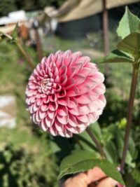 Florelie Cosmic Romance