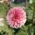 Florelie Cosmic Romance