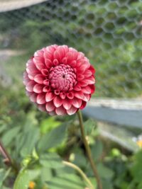 Florelie Cosmic Romance