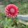 Florelie Cosmic Romance