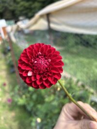Florelie Cosmic Romance