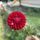 Florelie Cosmic Romance