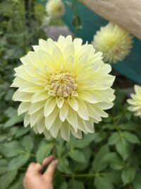 Florelie Grace