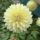 Florelie Grace