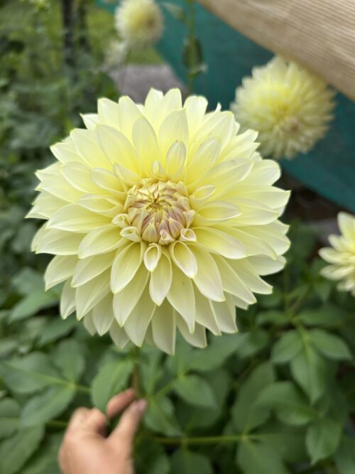 Florelie Grace