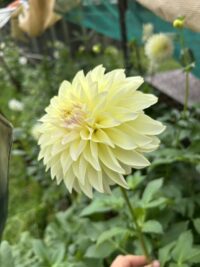 Florelie Grace