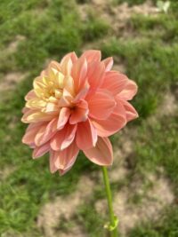 Florelie Kindness