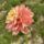 Florelie Kindness