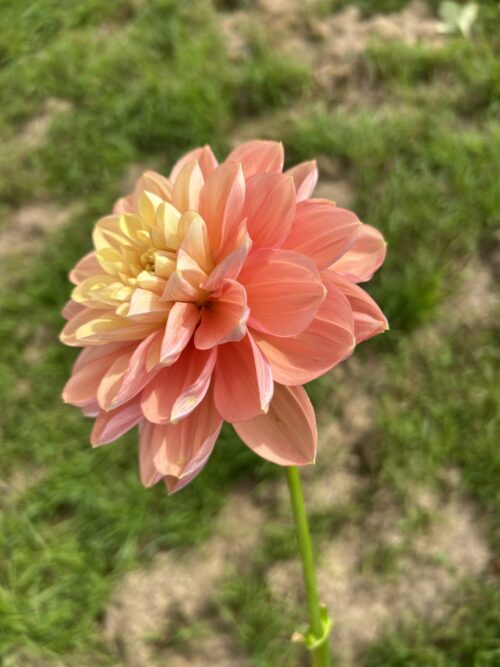 Florelie Kindness