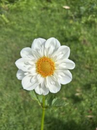 Hillara Ice