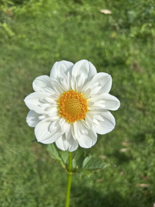 Hillara Ice