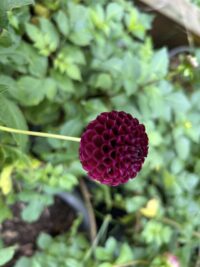 Moorplace