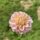 Powderpuff