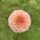Salmon Joy