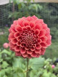 Winkie Rhubarb