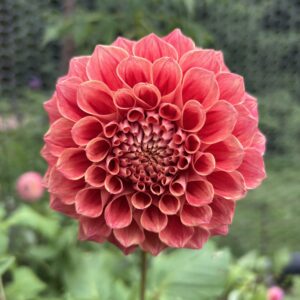 Winkie Rhubarb