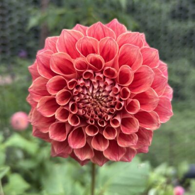Winkie Rhubarb