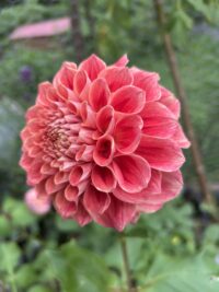 Winkie Rhubarb