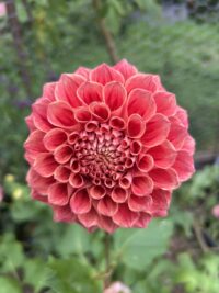 Winkie Rhubarb