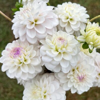 d249477a-e38b-43ce-8f76-163c4cc9edba Florelie Cowrie