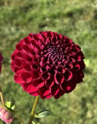 Florelie Midnight