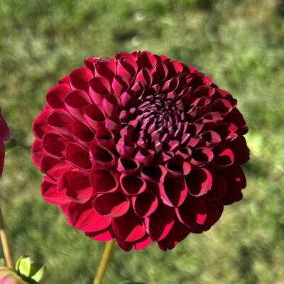 Florelie Midnight