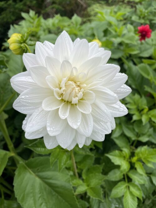 Guyra White