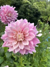 Cerise Rosebud