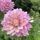 Cerise Rosebud