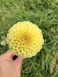 Honeycomb