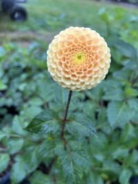 Glenbank Honeycomb