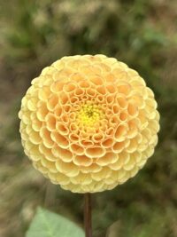 Glenbank Honeycomb