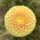 Glenbank Honeycomb
