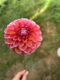 Florelie Angostura
