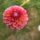 Florelie Angostura