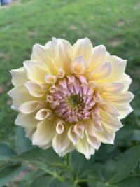 Westernton Lillian