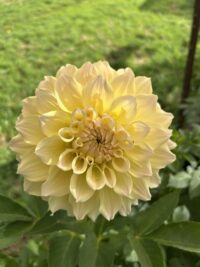 Westernton Lillian