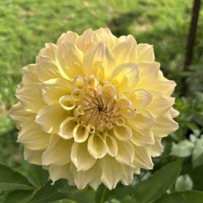 Westernton Lillian