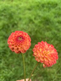 Apricot Willo