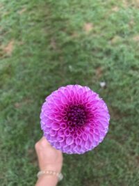 Florelie Novice